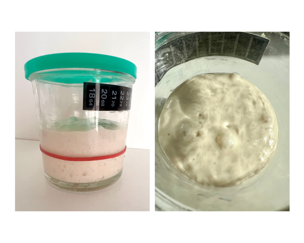 Sourdough starter active fermentation and rising