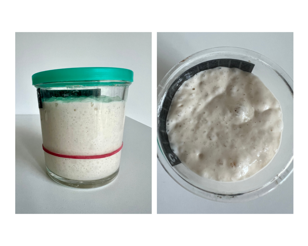 Sourdough starter at peak height ready to bake