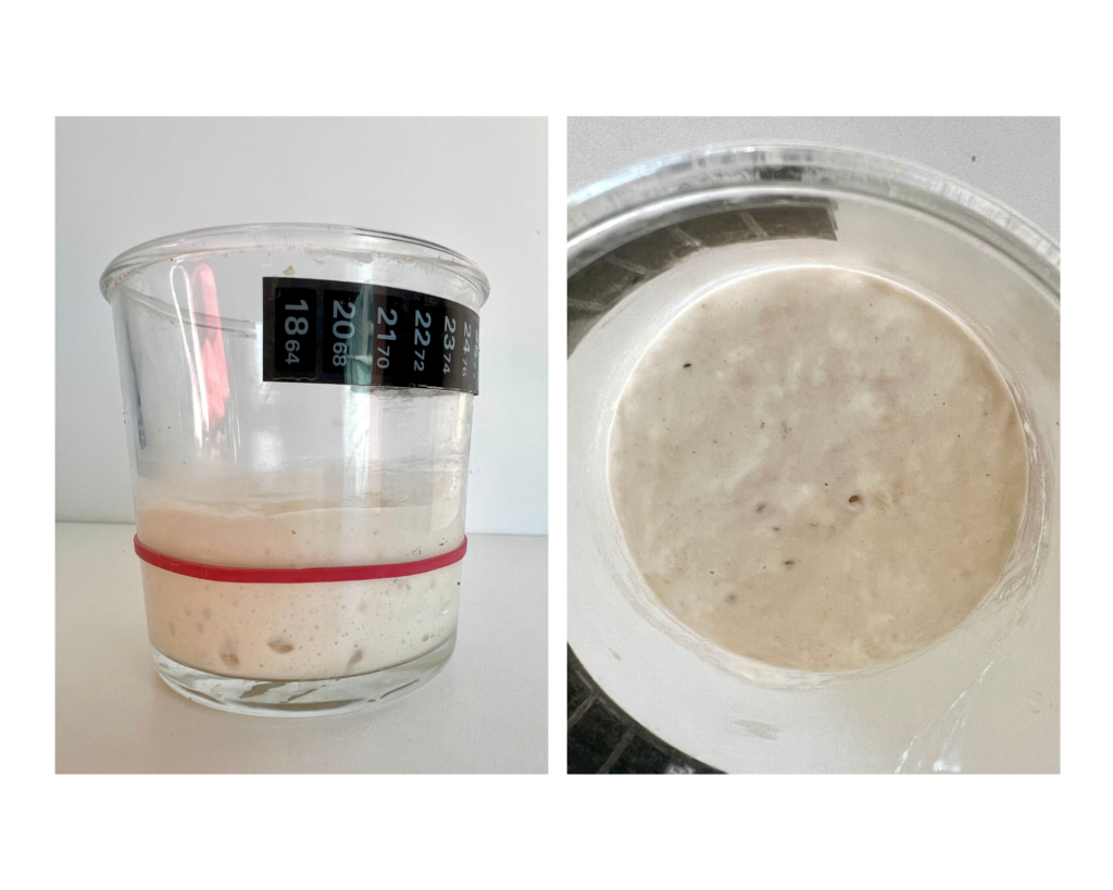 Sourdough starter early rise after feeding