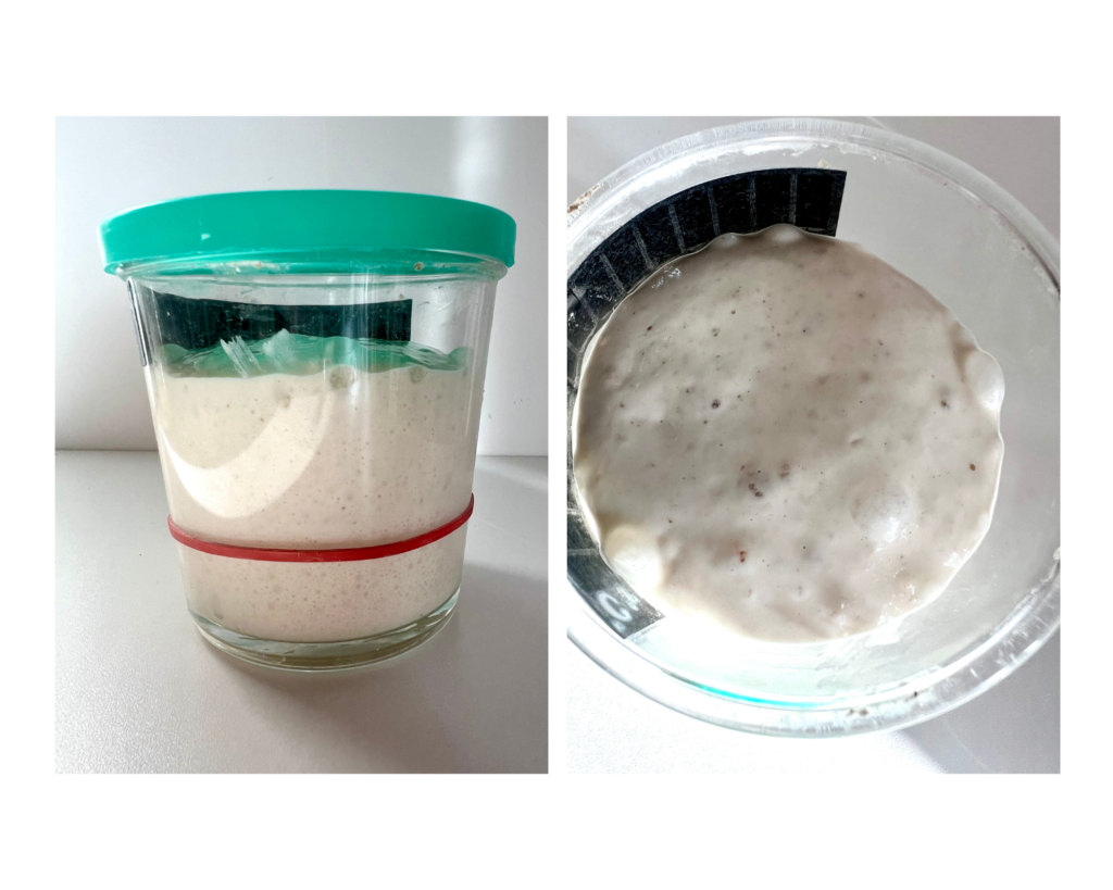 Sourdough starter near peak with domed surface